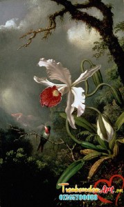 An_Amethyst_Hummingbird_with_a_White_Orchid